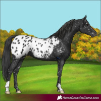 Horse Color:Black Appaloosa 