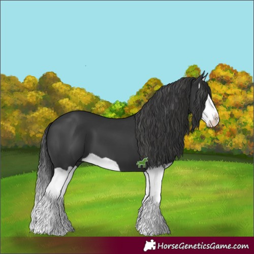 Horse Color:Black Splash 