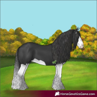 Horse Color:Black Splash