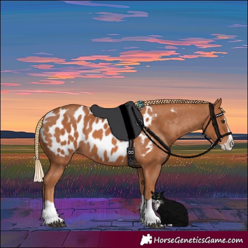 Horse Color:Chestnut Splash Near Leopard 