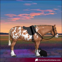 Horse Color:Chestnut Splash Near Leopard 