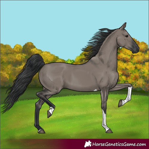 Horse Color:Grullo Tobiano