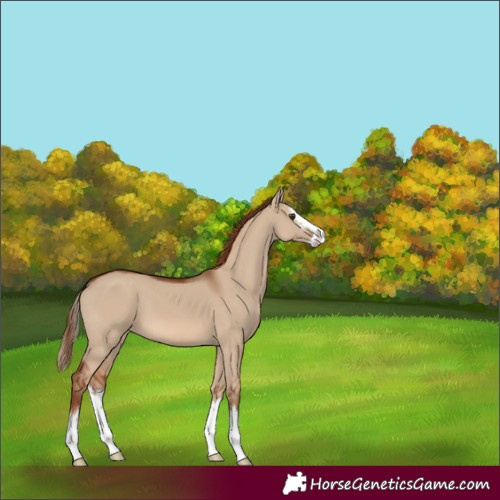 Horse Color:Red Dun Splash 