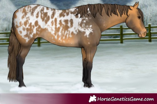 Horse Color:Buckskin Blanket  and Buckskin Blanket 