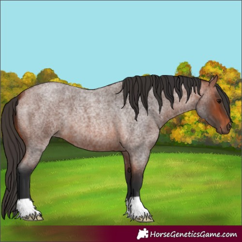 Horse Color:Bay Roan 