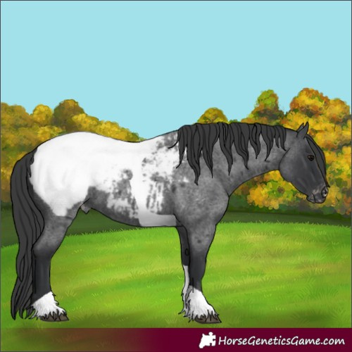Horse Color:Blue Roan Tobiano Appaloosa 