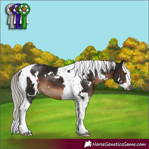Horse Color:Gray White Spotted Silver Brown Splash Tobiano 