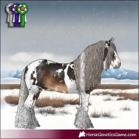 Horse Color:Gray White Spotted Silver Brown Splash Tobiano 