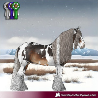 Horse Color:Gray White Spotted Silver Brown Splash Tobiano