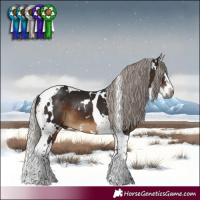 Horse Color:Gray White Spotted Silver Brown Splash Tobiano 