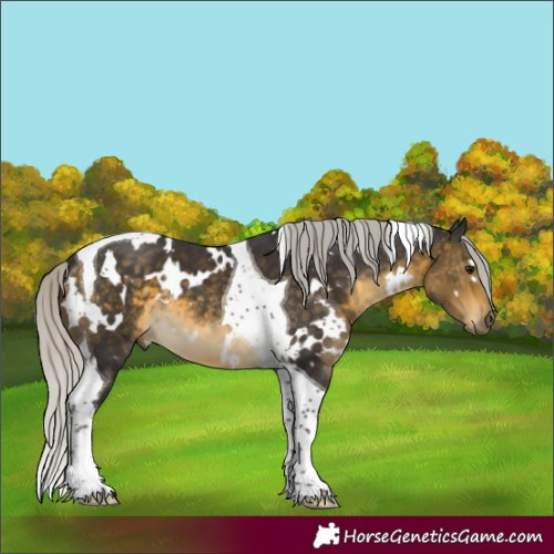 Horse Color:White Spotted Silver Buckskin Tobiano 