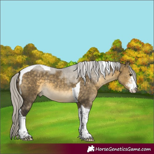 Horse Color:Silver Buckskin Dun Sabino Tobiano 