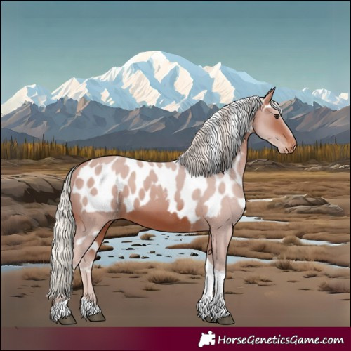 Horse Color:Silver Brown Tobiano Skewed Appaloosa 