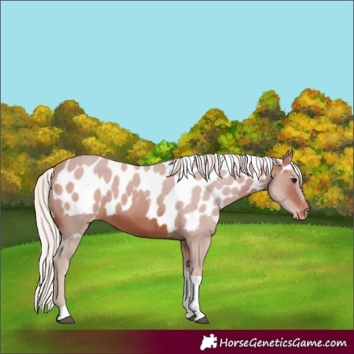 Horse Color:Silver Brown Tobiano Skewed Appaloosa 