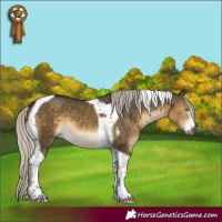 Horse Color:Gray Silver Buckskin Dun Sabino Tobiano