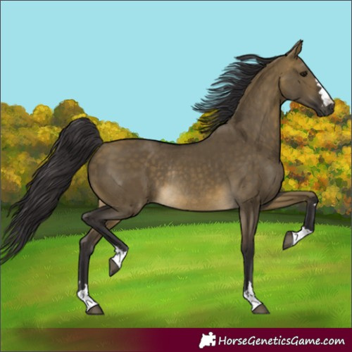 Horse Color:Buckskin Dun Rabicano 