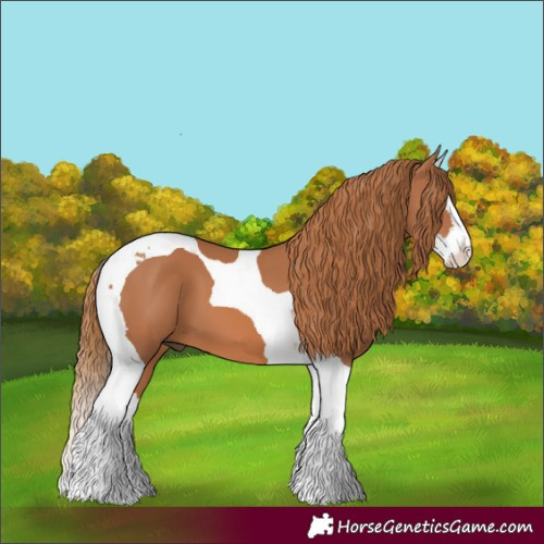 Horse Color:Chestnut Splash Tobiano 