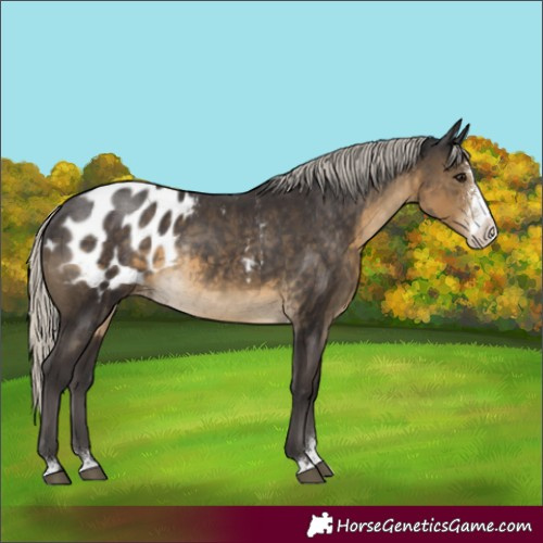 Horse Color:Silver Smoky Black Sabino Appaloosa Rabicano 