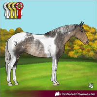 Horse Color:Silver Smoky Black Tobiano Appaloosa Rabicano 