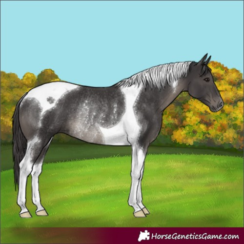 Horse Color:Smoky Black Tobiano Rabicano