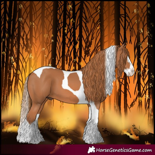 Horse Color:Chestnut Splash Tobiano