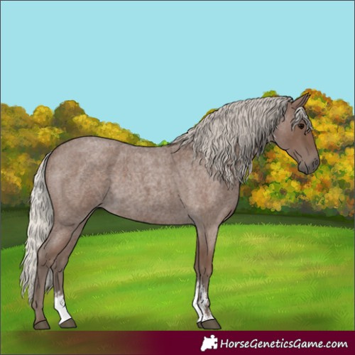 Horse Color:Silver Blue Roan Sabino 