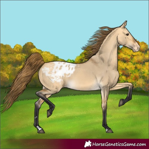 Horse Color:Buckskin Dun Appaloosa