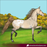 Horse Color:Buckskin Dun Blanket
