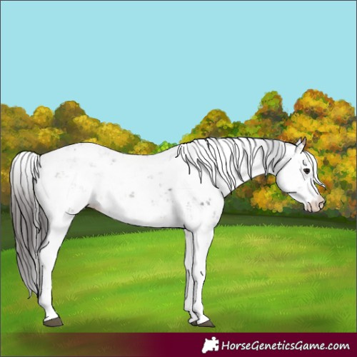 Horse Color:Brown Ice Sabino 