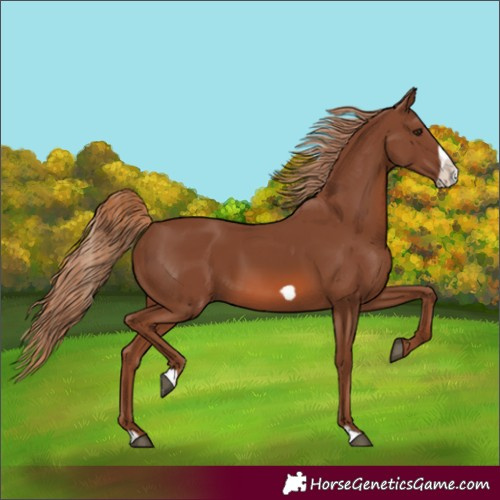 Horse Color:Chestnut Frame