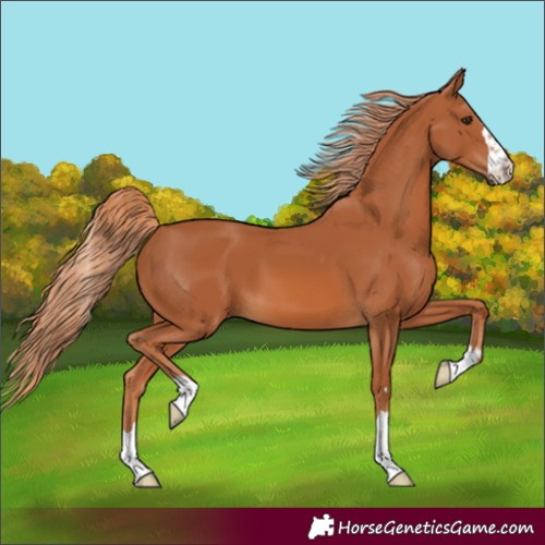 Horse Color:Unknown 