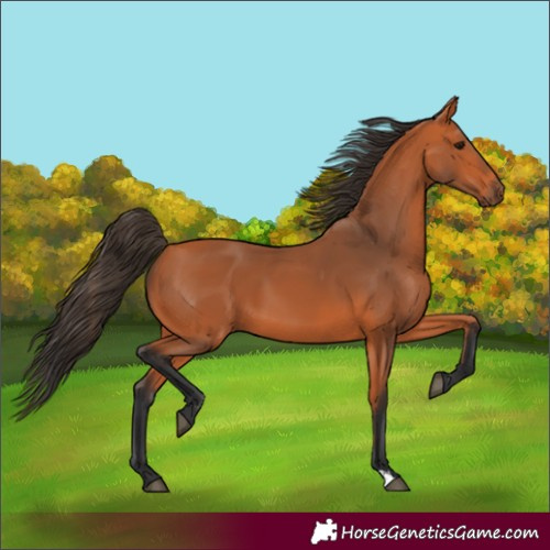 Horse Color:Bay 