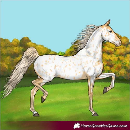 Horse Color:Unknown 