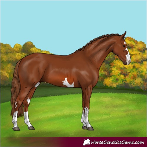 Horse Color:Unknown 