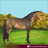 Horse Color:Buckskin 