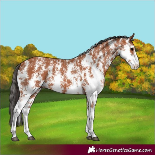 Horse Color:Bay Sabino 
