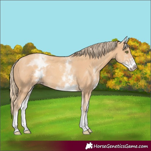 Horse Color:White Spotted Gold Champagne 