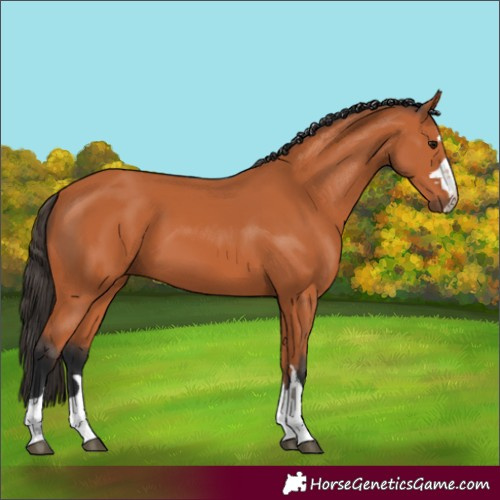 Horse Color:Bay 