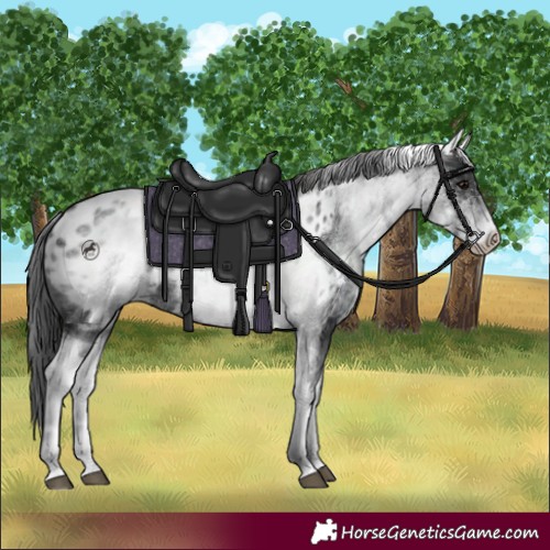 Horse Color:White Spotted Black Appaloosa