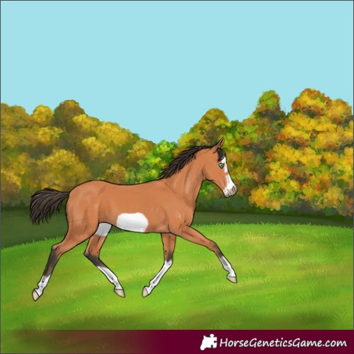 Horse Color:Bay Splash Frame 
