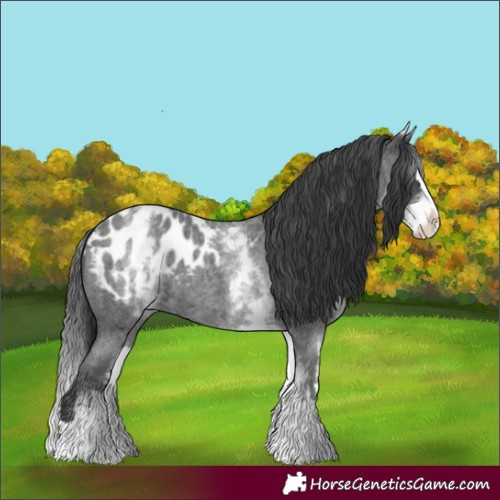 Horse Color:White Spotted Blue Roan Splash Appaloosa 
