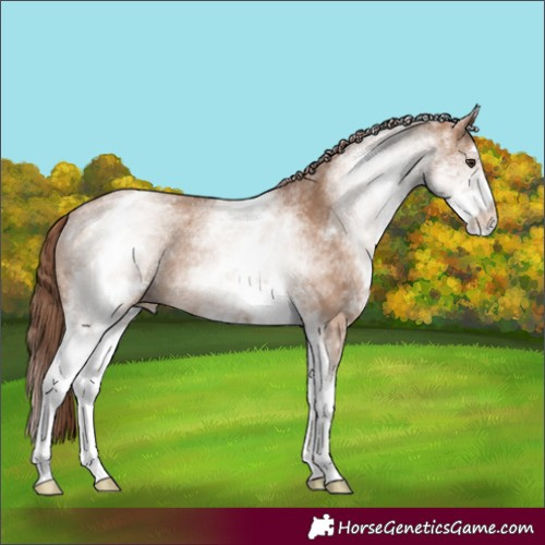 Horse Color:White Spotted Red Dun 