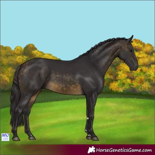 Horse Color:Buckskin 