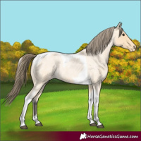 Horse Color:Buckskin Roan Tobiano Appaloosa 