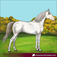 Horse Color:Buckskin Roan Tobiano Blanket 
