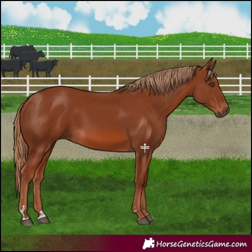 Horse Color:Chestnut 