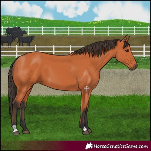 Horse Color:Bay 