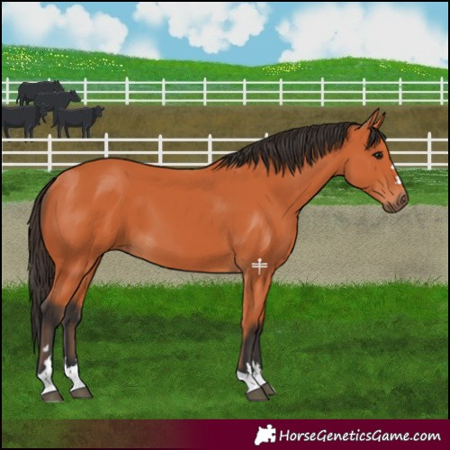 Horse Color:Bay 