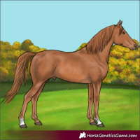 Horse Color:Chestnut 