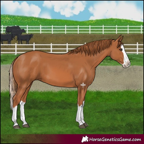Horse Color:Chestnut Splash